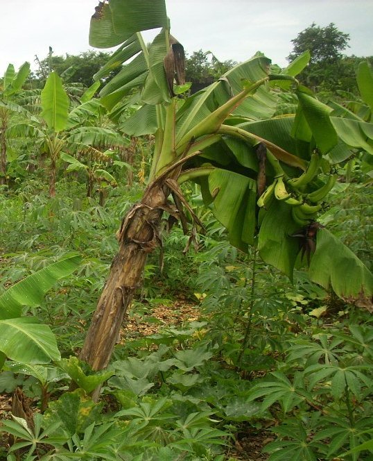 banane tropicali