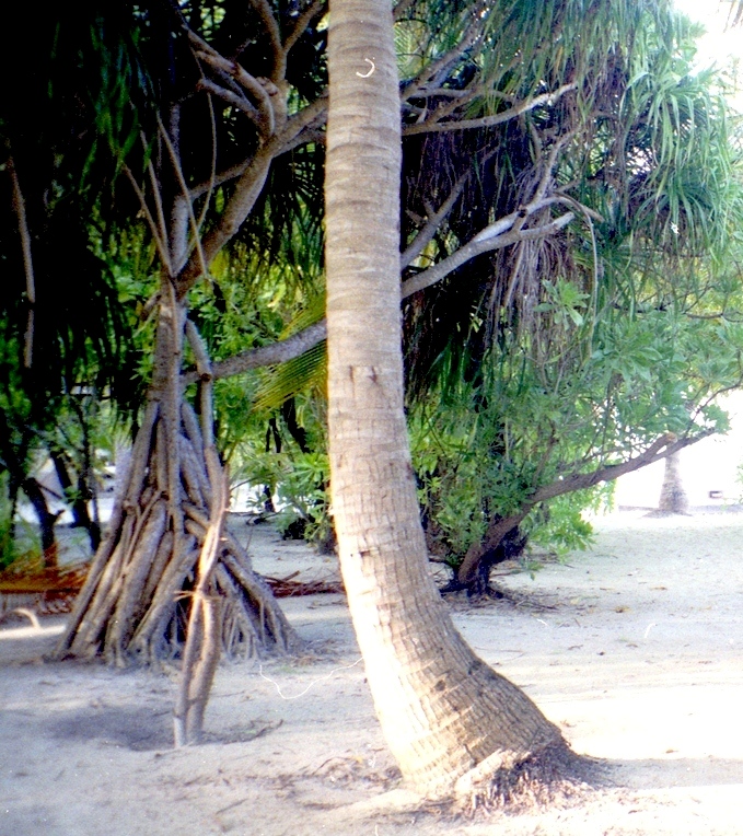 Palme, mangrovie e dracene, la vegetazione tipica delle maldive