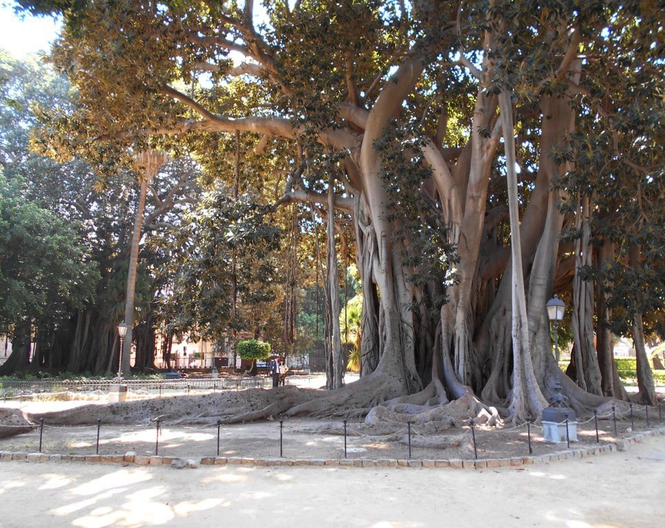 Gli enormi ficus del giardino di Villa Garibaldi in Piazza Marina