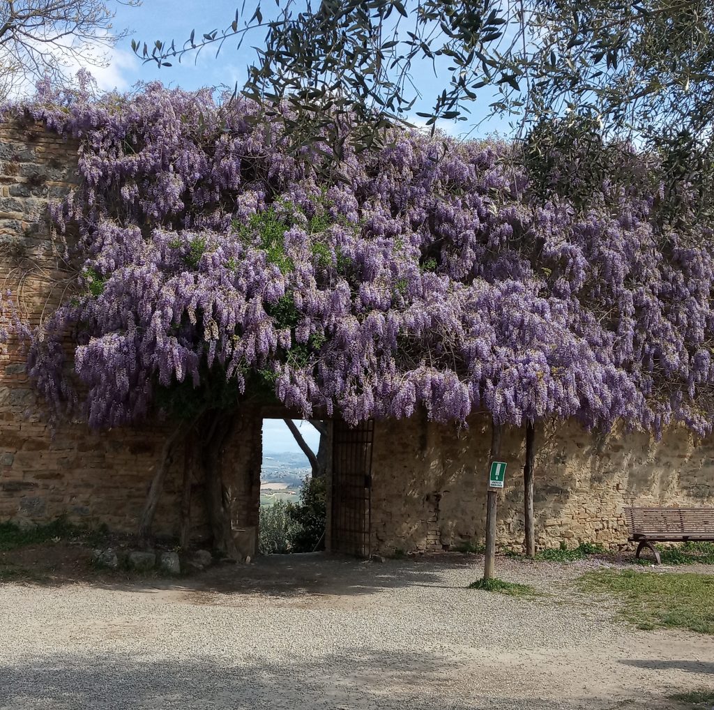 fortezza di Montestaffoli San Gimignano