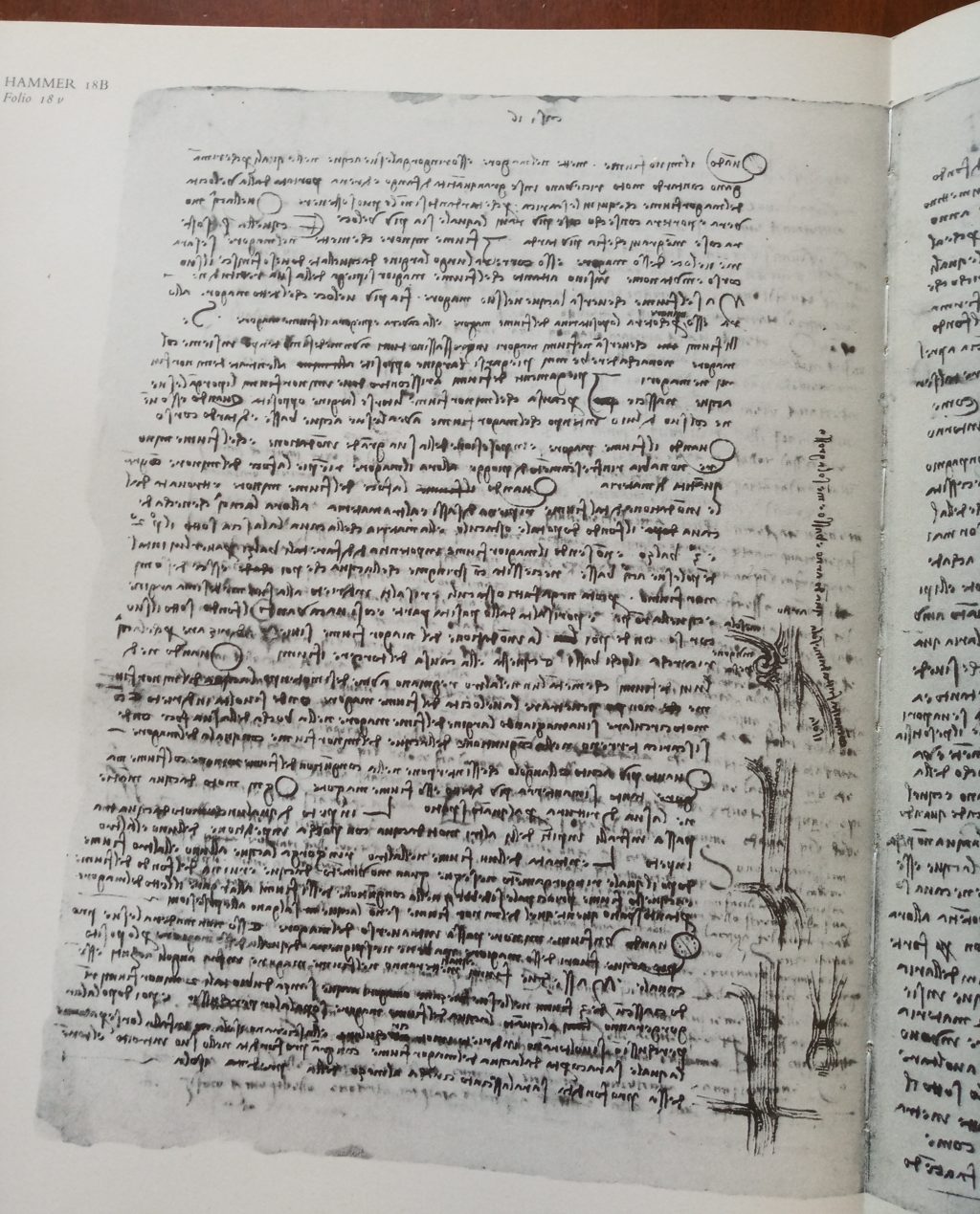 Confluenza del Mensola nell'Arno, Codice Hammer 18B, Leonardo da Vinci 